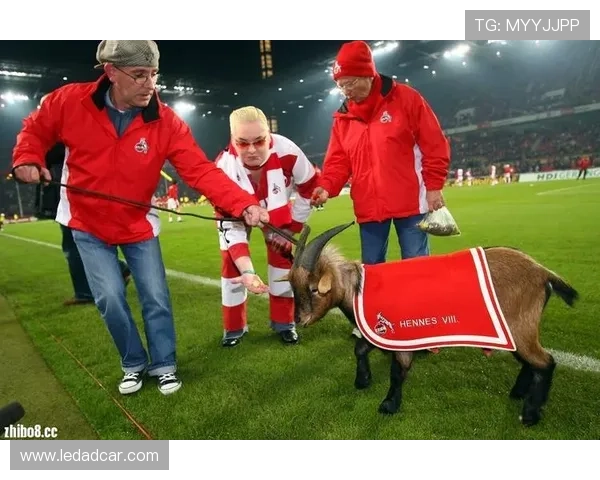 动物世界的足球明星们如何在绿茵场上展现非凡才华与魅力